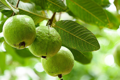 XOLDA Guava ( amrood ) Seed(54 per packet)