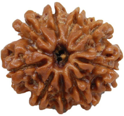 om rudraksha 9 mukhi rudraksha Wood