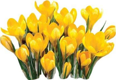 Naturo Saffron Crocus Floresling Seeds-Yellow Seed(20 per packet)