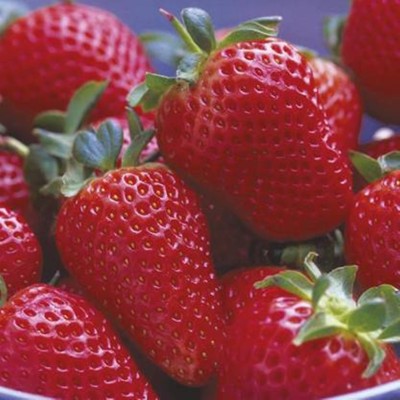 seedagro Strawberry Seeds (100 Seeds ) Seed(100 per packet)