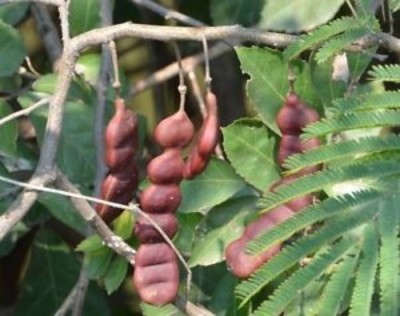 SHOP 360 GARDEN Rare Shikakai Seeds - ( Acacia concinna Seeds ) For Planting - Pack of 20 Seeds Seed(20 per packet)