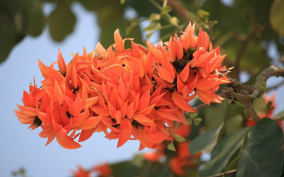 SHOP 360 GARDEN Butea Monosperma, Palash, Dhak, Palah, Flame of the Forest, Parrot Tree Seeds - Pack of 100 Grams Seed(100 per packet)
