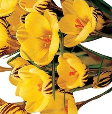 Naturo Saffron Crocus Floresling Seeds-Yellow Seed(20 per packet)