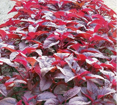 Qualtivate ™ Red Spinach Seeds for Home Garden-150 Seed Seed(150 per packet)