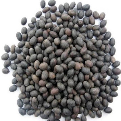 GREENELAND KAMAL GATTA SYMBOL OF GODDESS LAXMI SEED (PACK OF 16 SEED PER PACKET) Seed(16 per packet)