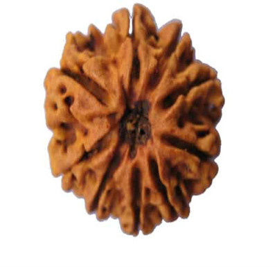 om rudraksha 9 mukhi rudraksha Wood