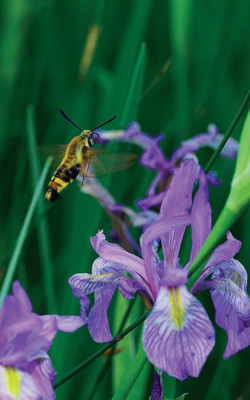 Petite Wild Blue Iris Journal(English, Paperback, Wunderlich Jordan)