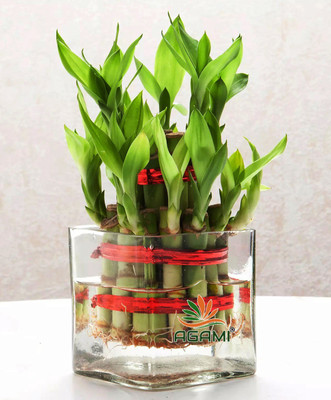 AGAMI Green 2 Layer Lucky Bamboo with Square Glass Pot Seed(1 per packet)