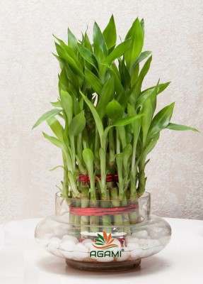 AGAMI Green 3 Layer Lucky Bamboo with Big Round Glass Vase Seed(1 per packet)