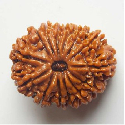 Jaipur Gemstone Lab Certified 14 Mukhi Rudraksha Beads Original & Natural 14 Face Moksha Beads By Jaipur Gemstone Wood