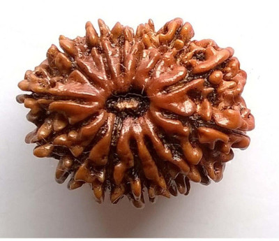 Jaipur Gemstone Brown 14 Face/Mukhi Real Rudraksha Beads With Certificate By Jaipur Gemstone Wood
