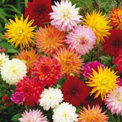 ME Traders Dahlia mix Seed(50 per packet)