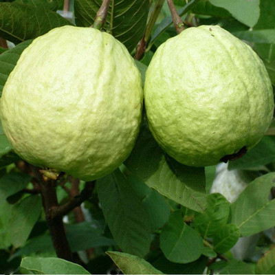 M-Technologies Dwarf Mixed 100 PCS Organic Large Sweet Guava Seed(100 per packet)