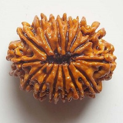 Jaipur Gemstone Natural 14 Mukhi Rudraksha Beads Lab Certified & Real Shiv Shakti Beads For Unisex BY Jaipur Gemstone Wood