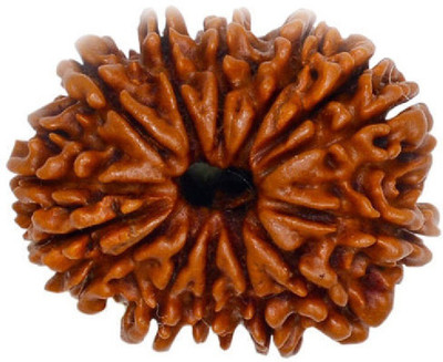 Jaipur Gemstone Lab Certified 14 Mukhi Rudraksha Beads Original & Natural 14 Face Moksha Beads By Jaipur Gemstone Wood