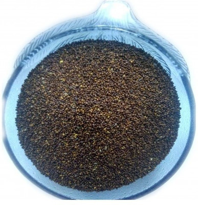 WILD FOREST TULSI, BASIL Seed(100 per packet)