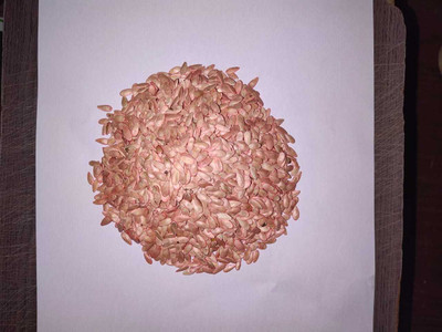 SAGAR F-1 HYBRID MUSKMELON SEEDS Seed(3000 per packet)