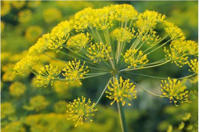 Airex FENNEL WILD COMMON HERB SEEDS (PACK OF 50 SEEDS X 10 PACKET Seed(500 per packet)