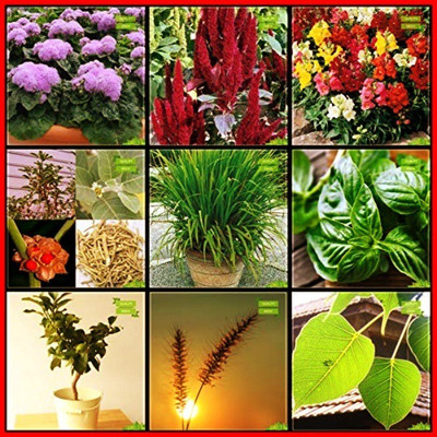 OhhSome Best Seeds Combo Herb Seeds & Flower Seeds : Ageratum Balls, Amaranthus Dwarf Mix, Antirihinum Thumb Mix, Citrus Seeds, Fodder Grass, Ficus Religiosa, Basil Green, Lemon Grass, Ashwagandha Terrace Gardening Seed(20 per packet)