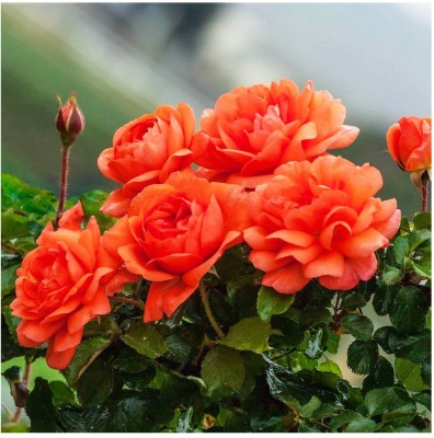 Fulmala Nursery Rose Plant(Hybrid, Pack of 1)