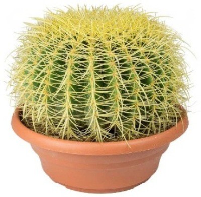 MODERN PLANT Moon Cactus Plant(Pack of 1)