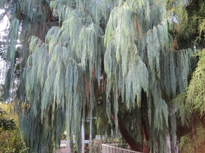 SHOP 360 GARDEN Cupressus cashmeriana / Bhutan cypress / Kashmir cypress / Weeping cypress Ornamental Tree Seeds - Pack of 30 Seeds Seed(30 per packet)