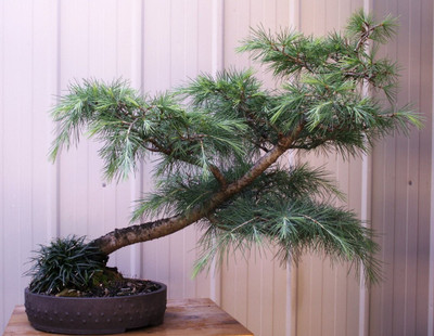 SHOP 360 GARDEN Bonsai Suitable Tree Seeds - Deodar Cedar 'Snow Sprite' Seeds - Pack of 25 Seeds Seed(25 per packet)
