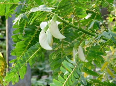 SHOP 360 GARDEN Sesbania grandiflora, Hummingbird tree, Agati grandiflora, Agastya, Agati Seeds For Growing - Pack of 25 Seeds Seed(25 per packet)