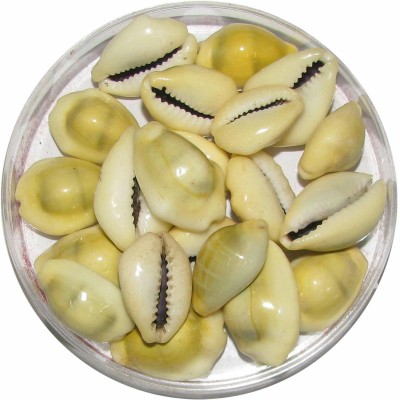 Shriram Traders Shriram Traders Natural Yellow Kaudi Shells/Kauri/Cowrie (Set of 21 Pieces) Marble Yantra(Pack of 21)