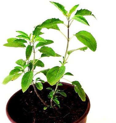 The Entacloo Tulsi Plant(Pack of 1)