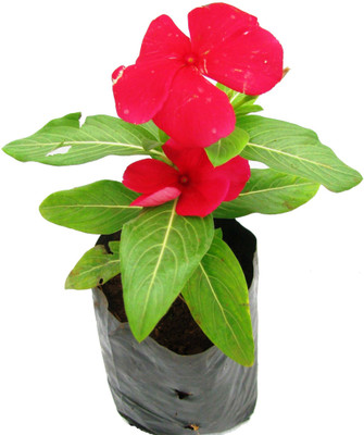 Timbactu Sadabahar/Periwinkle Plant(Pack of 1)