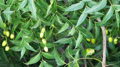The Entacloo Neem Plant(Hybrid, Pack of 1)