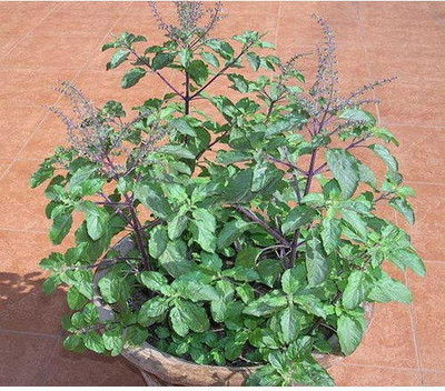 Mozette Hybrid Tulsi Seed(65 per packet)