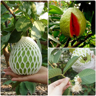 KANAYA Red Guava/Amrud/Amrood Fruit Seed(30 per packet)
