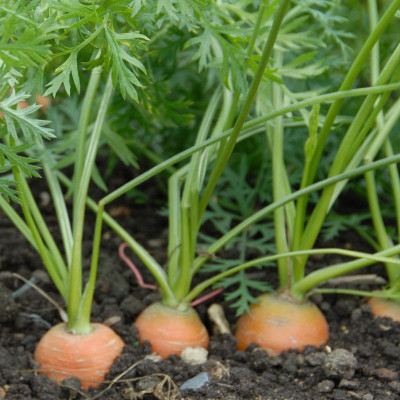 sporos CARROT Seed(30 per packet)