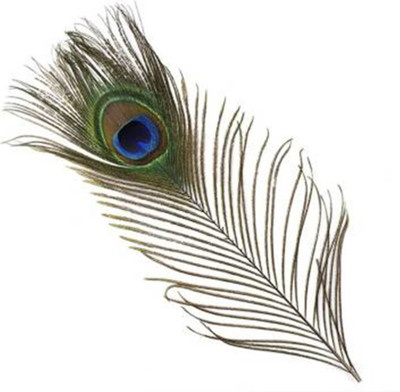 DIVINE Pack of 10 Decorative Feathers(45-50cm Peacock Feather)