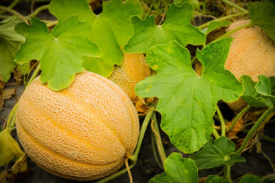 Paudha Muskmelon Hybrid Seed(15 per packet)