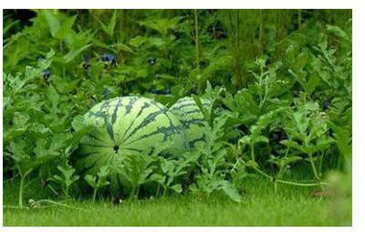 Mozetto Water Melon Seed(50 per packet)