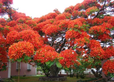 SHOP 360 GARDEN Delonix regia, Gulmohar, Flamboyant, Flame of the forest, Royal Poinciana Flowering Tree Seeds - Pack of 10 Seeds Seed(10 per packet)