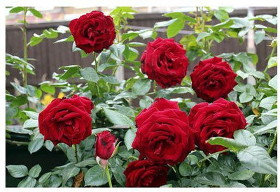 seedagro ROSE Seed(100 per packet)