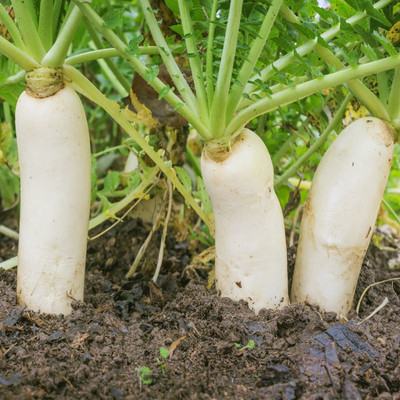 Paudha RADISH Seed(50 per packet)