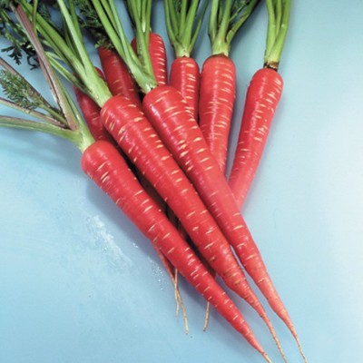 Mozetto Red Carrot Seed(25 per packet)