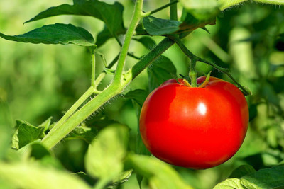 Mozetto Tomato Seed(55 per packet)