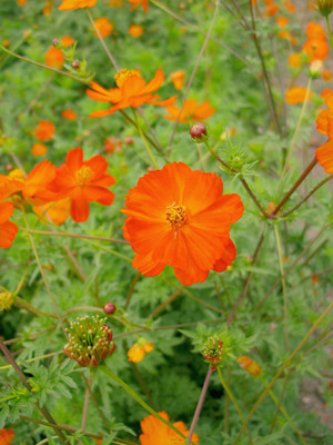Mozetto Cosmos Seed(25 per packet)