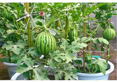 Mozetto Water Melon Seed(55 per packet)