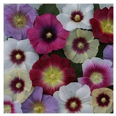 XOLDA Hollyhock Seed(25 per packet)