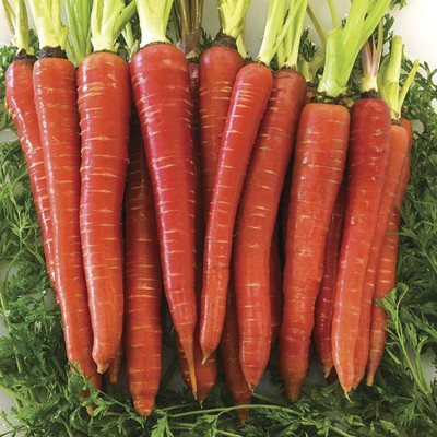 Mozetto Red Carrot Seed(25 per packet)