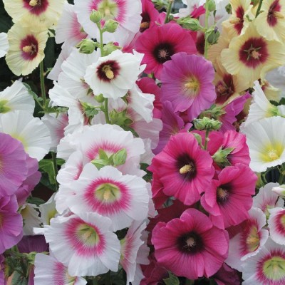 sporos Home Gardening Hollyhock Mixed Flower Seed(10 per packet)