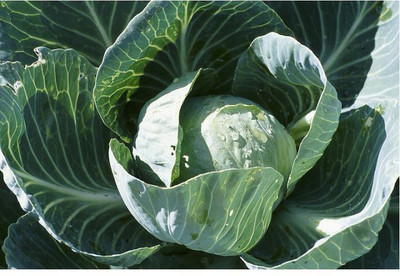 sporos CABBAGE Seed(30 per packet)