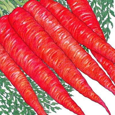 Mozetto Red Carrot Seed(55 per packet)